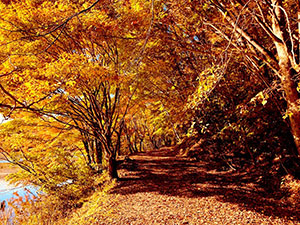 添乗員日記 太平観光株式会社