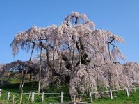 三春の滝桜と花見山公園