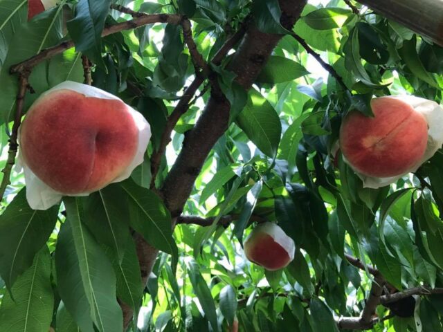 イチフル農園完熟桃狩り食べ放題